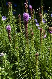 Ferns of all kinds are great deer resistant plants. Landscape Plants Rated By Deer Resistance Rutgers Njaes
