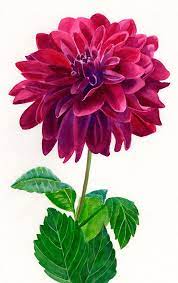 Burgundy Red Dahlia Blossom Watercolor Painting Flower Painting Floral Painting Flower Drawing