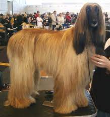 Free printable dog coloring pages for adults and teens. Afghan Hound Wikipedia