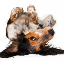 Es Juckt Noch Immer Hundkatzepferd