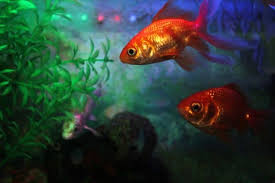 Place your fish in suitable water. Why Are My Goldfish Dying After A Water Change Petskb