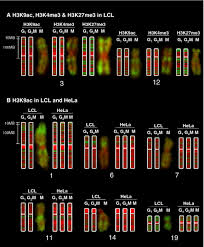 We did not find results for: Histone Modifications Form A Cell Type Specific Chromosomal Bar Code That Persists Through The Cell Cycle Scientific Reports