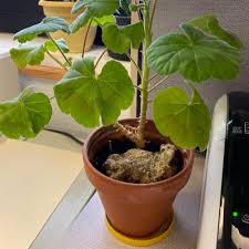 Image result for Pelargonium luridum