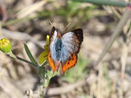 Image result for Ophrestia