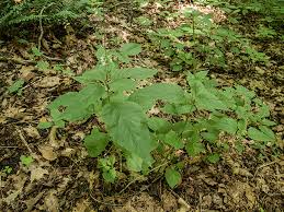 Image result for Fuirena leptostachya