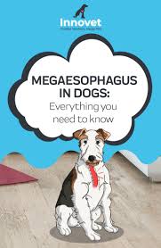 To schedule an appointment with dr. 52 Canine Megaesophagus Ideas Canine Bailey Chairs Bailey Chair For Dogs