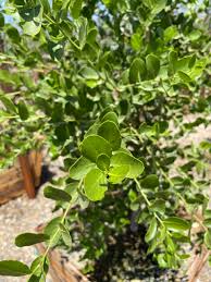 Image result for Quillaja saponaria