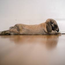 Découvrez quels sont les 15 sports parfaits pour soulager un mal de dos ! 1 Cas Clinique Le Lapin Le Sport Et Le Mal De Dos By Le Temps D Un Lapin