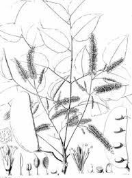 Image result for Erythrophleum suaveolens