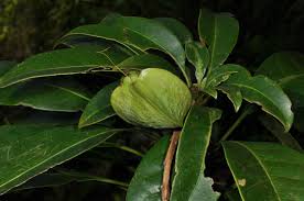 Image result for Lecythidaceae