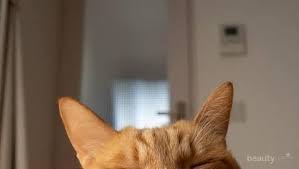 Check spelling or type a new query. Dijuluki Sebagai Kucing Barbar Simak Berbagai Fakta Menarik Tentang Kocheng Oren