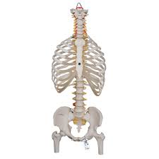 The ribs are a set of twelve paired bones which form the protective 'cage' of the thorax. Anatomical Teaching Models Plastic Spinal Column Vertebrae Model Flexible Spine Model With Ribs And Femur
