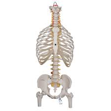 Human ribs male vs female, false ribs, human ribs pain, tubercle of rib, atypical ribs, rib cage diagram, rib cage anatomy, floating ribs. Anatomical Teaching Models Plastic Spinal Column Vertebrae Model Flexible Spine Model With Ribs And Femur