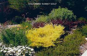 We did not find results for: Coleonema Pulchrum Sunset Gold 3 Archives Jeffwortham