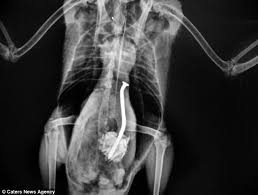 World S Wackiest Animal X Rays Reveal The Things Pets Swallow Animals Pets Dog Teeth