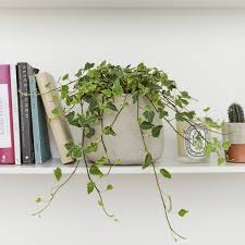 Remove the ivy from its current pot. Variegated English Ivy Indoor Ivy Plant Common Ivy Patch