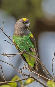 Image result for Monotes glaber