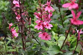 Image result for Aeschynomene leptophylla