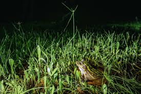 Alex pike is a registered nurse with over 14 years experience. Six Reasons To Love Our Frogs Blog Nsw National Parks