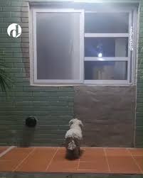 Yo había puesto mi puerta aquí 😅, Tras cambiar de lugar una puerta, su  perra se desorientó y se quedó esperando frente a donde estaba antes la  entrada. 🐶, girolamipau 📹
