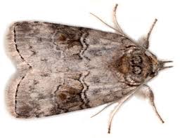 Image result for Nolletia arenosa