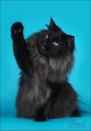 Pin On Cats And All Things Cat