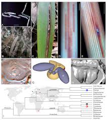 Image result for Carex chlorosaccus