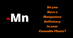 Plays an important role on oxidation and reduction processes, as electron transport in photosynthesis. Do You Have A Manganese Deficiency In Your Cannabis Plants