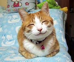 See what miaw miaw (miawmiaw) has discovered on pinterest, the world's biggest collection of ideas. Miaw Miaw By Laratik On Deviantart