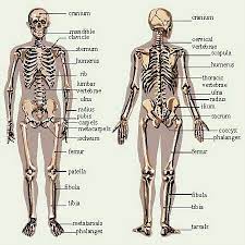 The human body normally has two kidneys. Pin On Teaching Emma