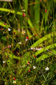 Image result for Tephrosia polystachya
