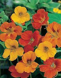 The home depot liquidation auctions. Mr Fothergill S Seeds Nasturtium Tom Thumb Seeds The Home Depot Canada Cvety