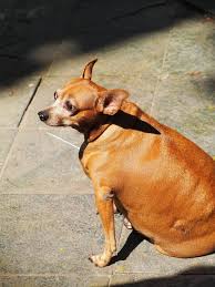 Image result for chihuahua big obesity