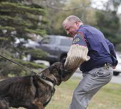 Playing The Bad Guy Is Lt Vic Flaherty During A Training Exercise For Tazer A West Bridgewater Police Dog On Thursday Ju West Bridgewater Police Dogs Bad Guy