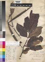 Image result for Funtumia africana