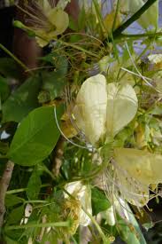 Image result for Crateva