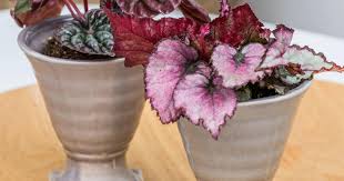 Bei uns kannst du die efeutute mit übertopf in wunschfarbe bestellen. Blattbegonie Pflanzen Und Pflegen Mein Schoner Garten