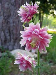 Image result for Aquilegia vulgaris `Nora Barlow`