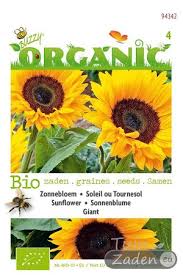 Orange and yellow nasturtium seeds, tropaeolum majus seeds. Giant Sunflower Organic Seeds Helianthus Tuinzaden Eu