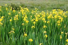 Image result for Iris pseudacorus