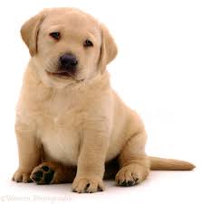 So today we met the puppies at 5 weeks for the first time and we could of stayed in puppy heaven until 8 weeks when we collect him/her!! Dog Yellow Labrador Pup Photo Wp01532