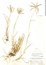 Image result for Hyperthelia dissoluta