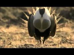 Bird Of Paradise Mating Dance Funny Weird Wonderful Dancing Birds Compilation Part 1 Youtube Birds Beautiful Birds Bird Species