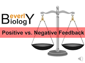 Negative vs Positive Feedback - YouTube