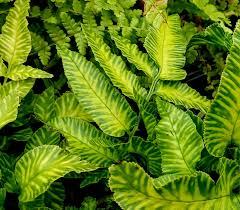 Image result for Coniogramme africana