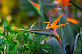 Bird Of Paradise Propagation From Seed Grow The Beautiful Tropical Bird Of Paradise Plant With These Tips Birds Of Paradise Plant Paradise Plant