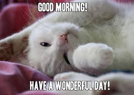 Cute Cat Good Morning Memes For Her Meme Funny Good Morning Memes Morning Memes Good Morning Meme