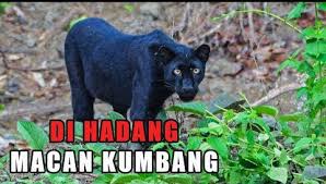 Semua peribahasa dengan kata macan, selalu ada di situs jagokata. Warga Minta Pemkab Mura Segera Turun Tangan Terkait Harimau Kumbang Hitam Masuk Perkebunan Karet Mutiaraindotv