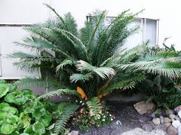 Image result for Encephalartos villosus