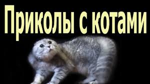 pin na doske prikoly